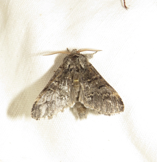Drymonia ruficornis - cserfa-púposszövő