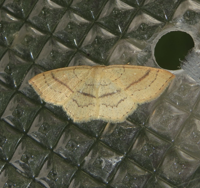 Cyclophora linearia - vonalas pettyesaraszoló