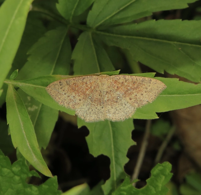 körös pettyesaraszoló - Cyclophora porata