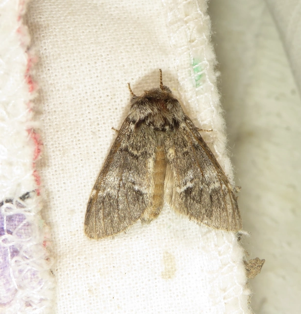 bélyeges púposszövő - Drymonia dodonea