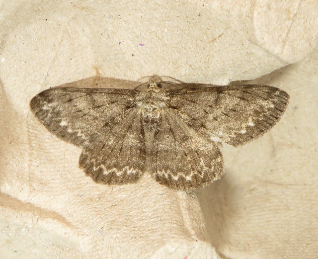 Hypomecis punctinalis - pettyes faaraszoló