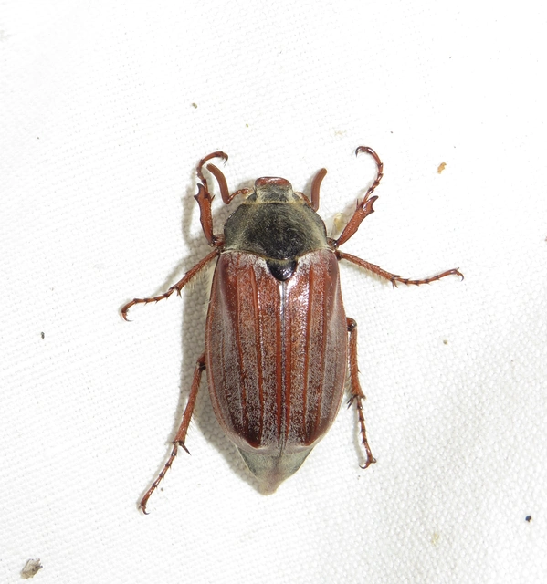 májusi cserebogár - Melolontha melolontha