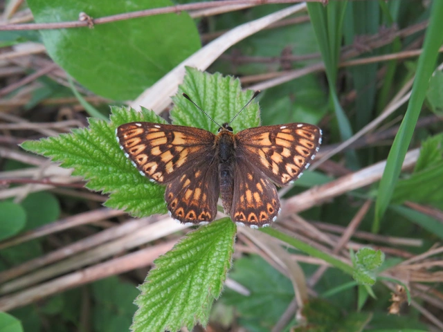 kockáslepke - Hamearis lucina