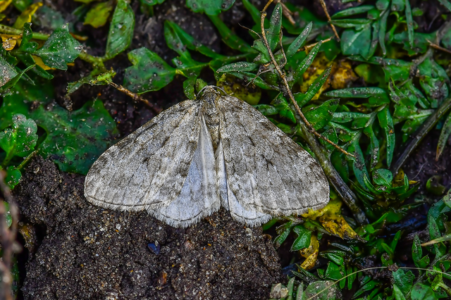 Epirrita christyi/dilutata