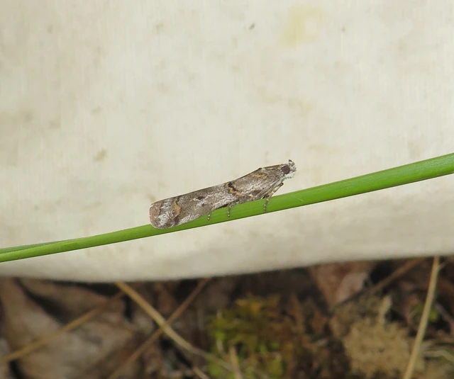 ürömlevél-karcsúmoly - Pempelia compositella