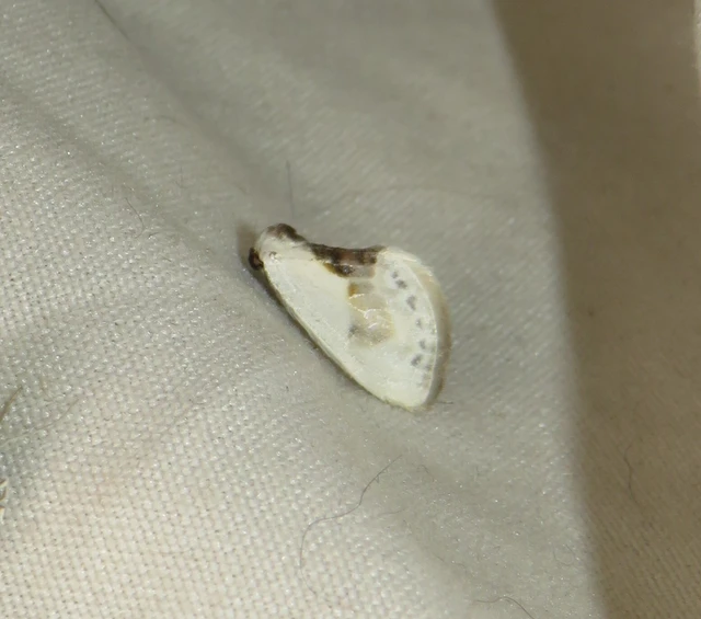 törpe sarlósszövő - Cilix glaucata