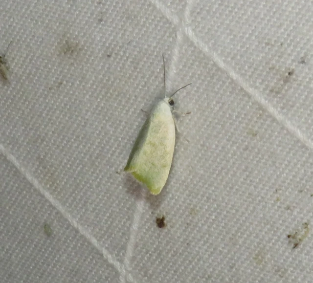 nyárfa-zöldbagoly - Earias vernana