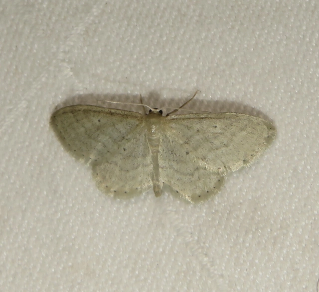 szürke sávosaraszoló - Idaea sylvestraria