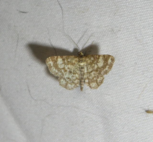 bőrszínű araszoló - Heliomata glarearia