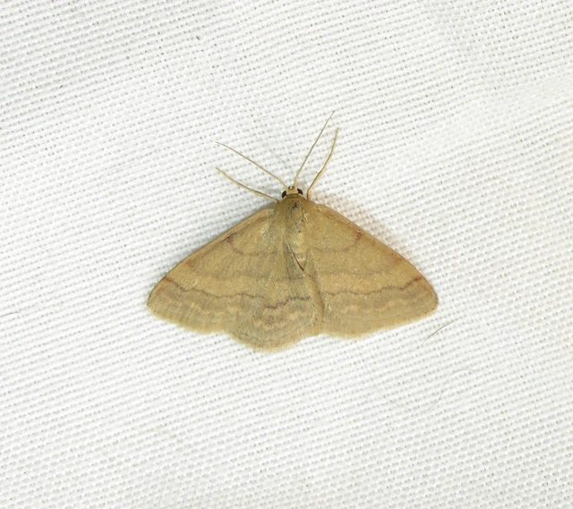 Scopula rubiginata - réti pirosaraszoló
