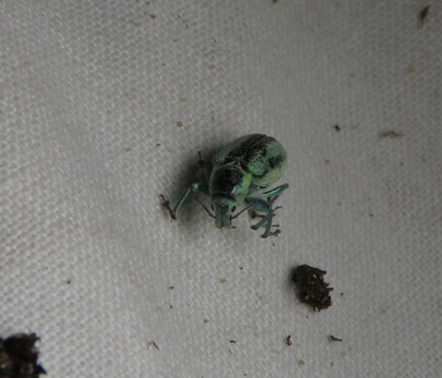 kerektorú zöldormányos - Chlorophanus excisus