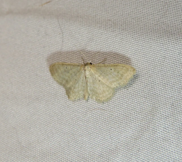 Idaea sylvestraria - szürke sávosaraszoló