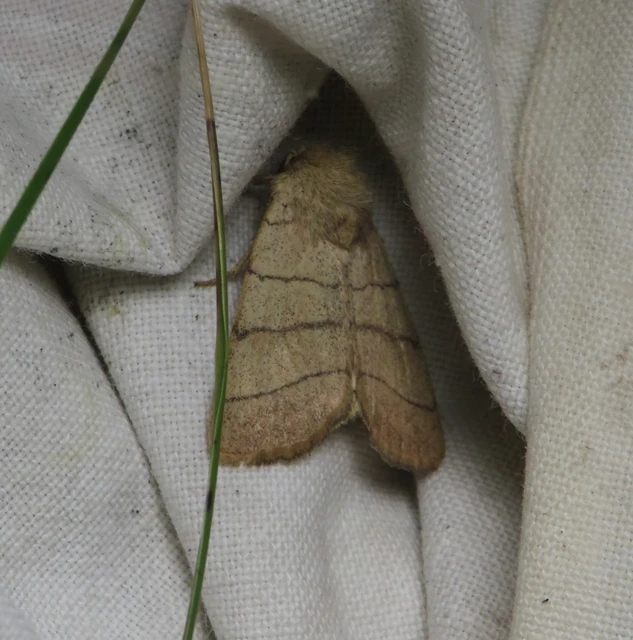 Charanyca trigrammica - háromsávos lombbagoly