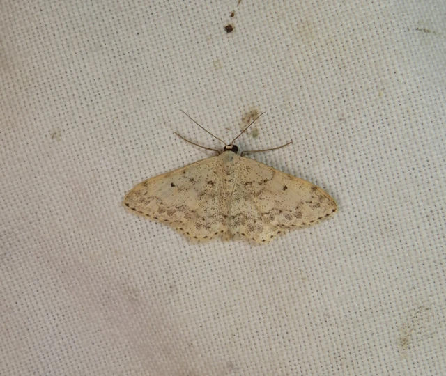 pettyes sávosaraszoló - Scopula marginepunctata