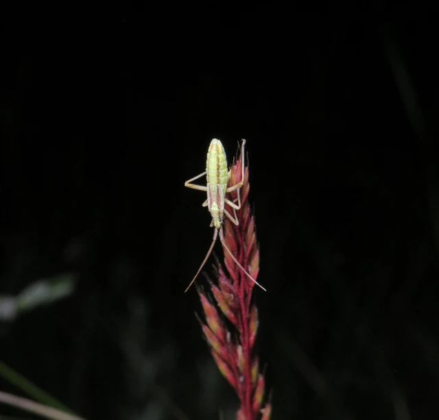 Leptopterna ferrugata - vastagcsápú mezeipoloska