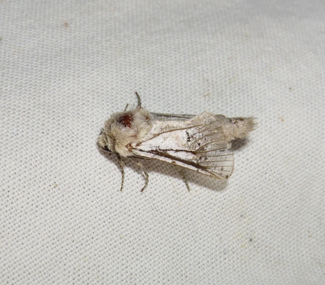 spárgalepke - Parahypopta caestrum