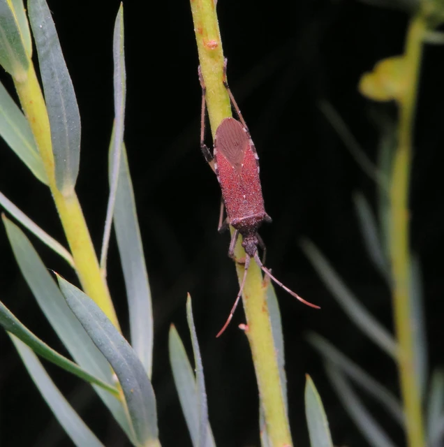 Dicranocephalus