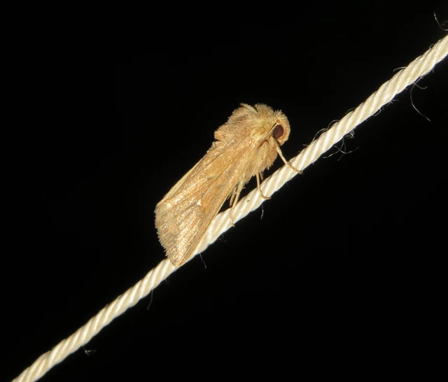 Mythimna albipuncta - fehérpettyes rétibagoly