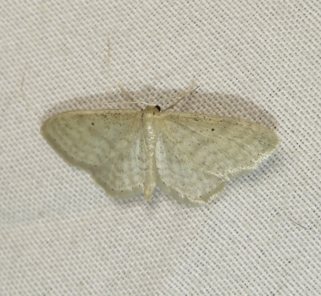 Idaea sylvestraria - szürke sávosaraszoló