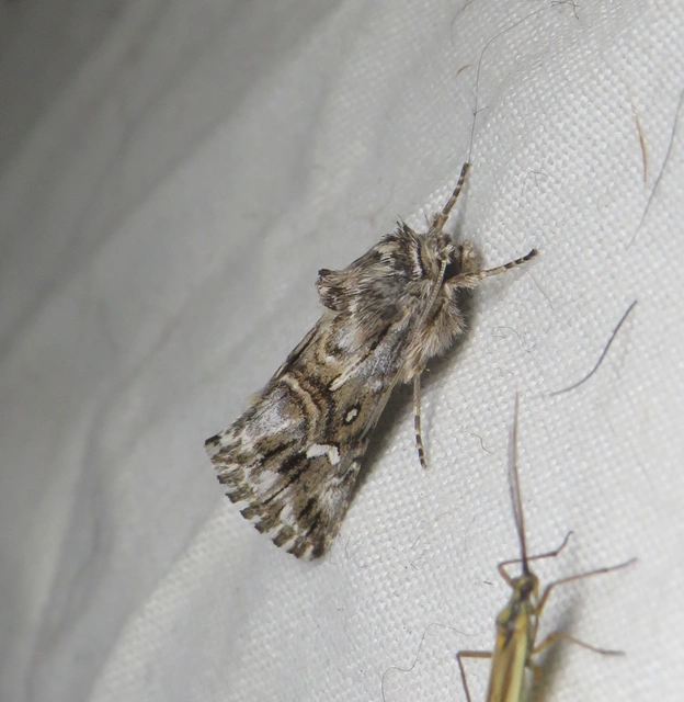 gyújtoványfű-apróbagoly - Calophasia lunula