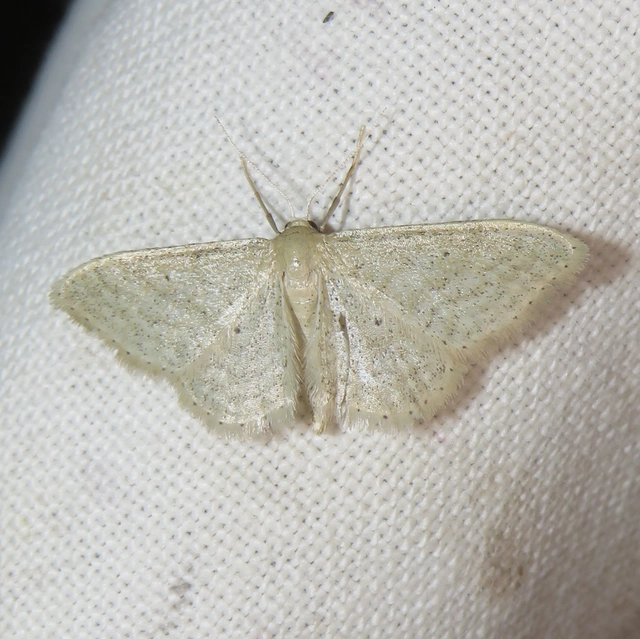Idaea sylvestraria - szürke sávosaraszoló