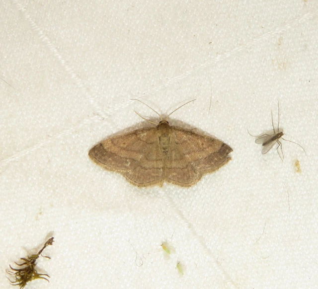 Scopula rubiginata - réti pirosaraszoló
