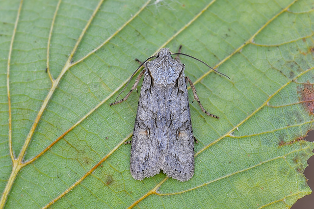 Lithophane ornitopus - közönséges fabagoly