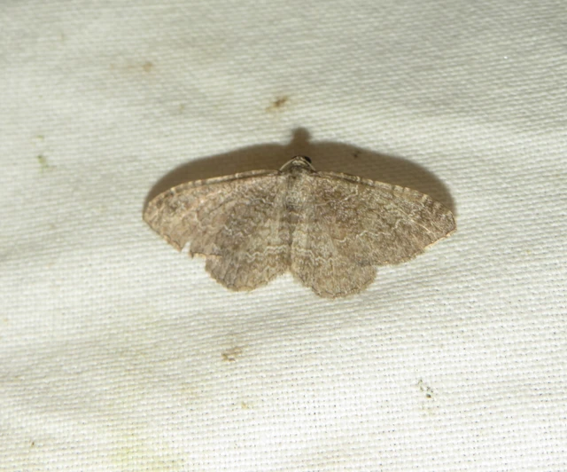 hullámos araszoló - Cataclysme riguata