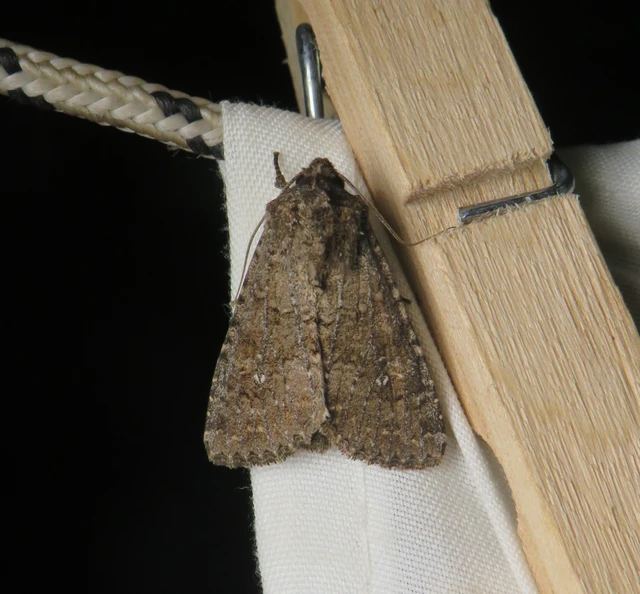 szürke kertibagoly - Sideridis turbida