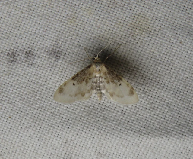 sötéttövű apróaraszoló - Idaea filicata