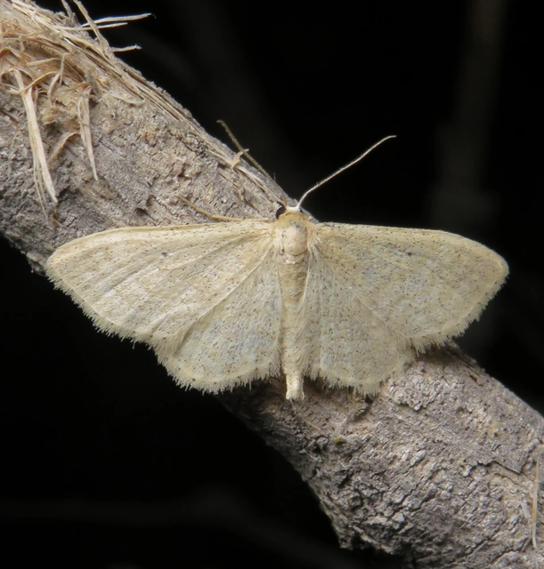 Idaea sylvestraria - szürke sávosaraszoló