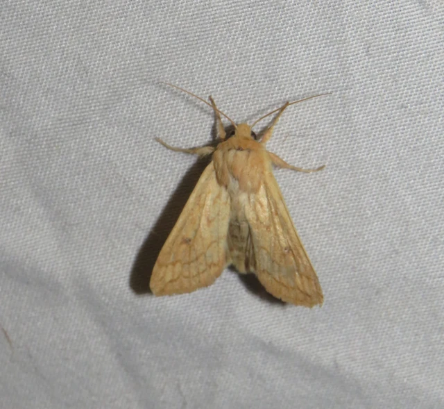 sárga rétibagoly - Mythimna vitellina