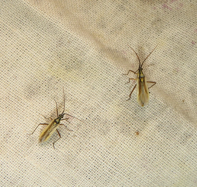 Leptopterna ferrugata - vastagcsápú mezeipoloska