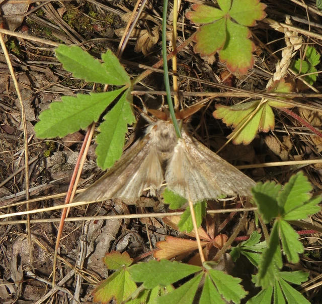 Calliteara pudibunda - hamvasszövő