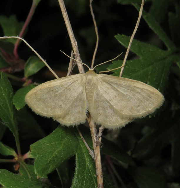 csillogó apróaraszoló - Idaea nitidata