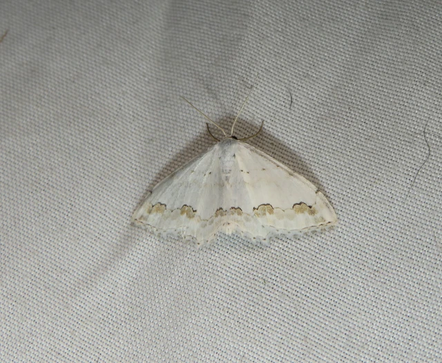 Scopula ornata - díszes fehéraraszoló