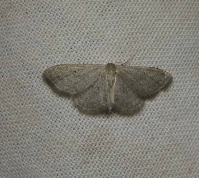 Idaea sylvestraria - szürke sávosaraszoló