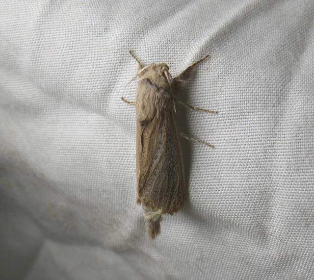 nádfúrólepke - Phragmataecia castaneae