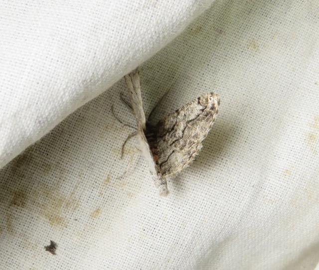 ürömaraszoló - Synopsia sociaria