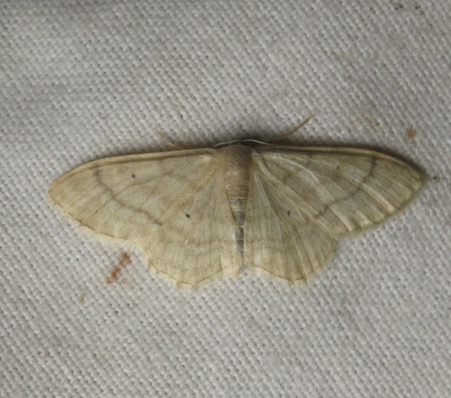 Idaea deversaria - egyszínű sávosaraszoló