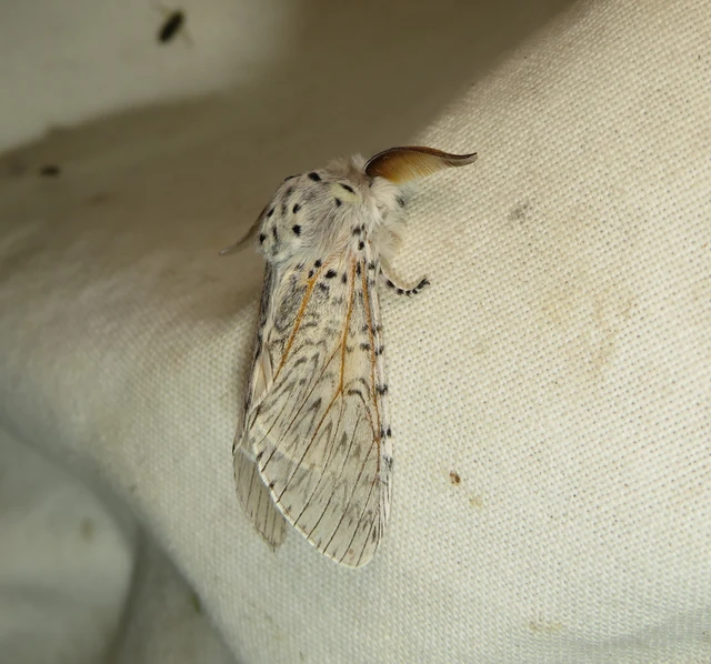 nagy púposszövő - Cerura vinula