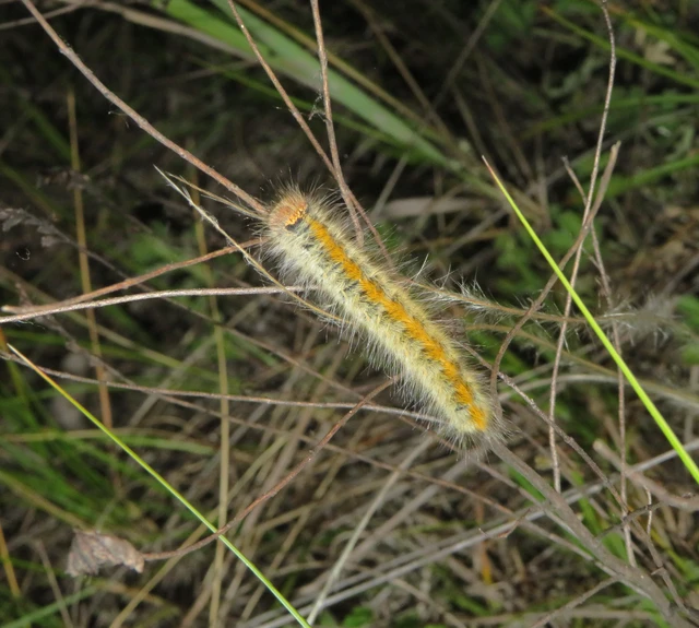 Lasiocampa trifolii - lóhereszövő