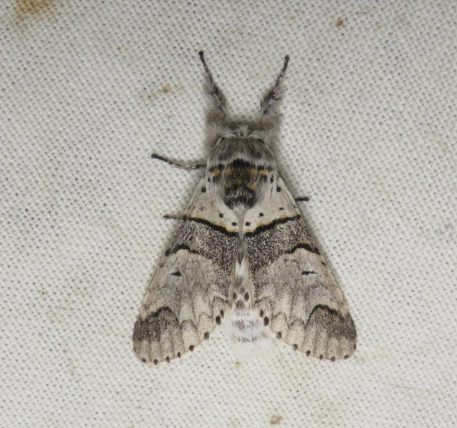Furcula bifida - kis púposszövő