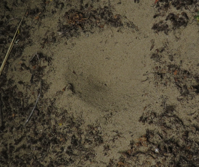 Myrmeleontidae - hangyalesők