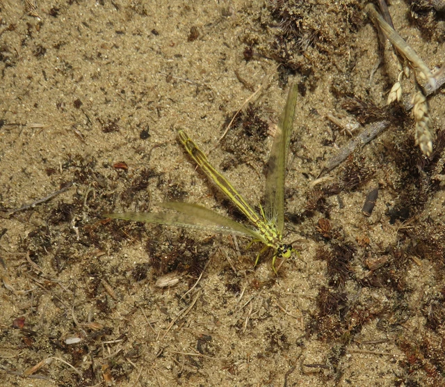 pontozott hangyaleső - Myrmecaelurus punctulatus