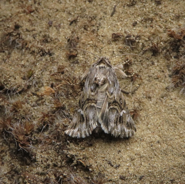 Calophasia lunula - gyújtoványfű-apróbagoly