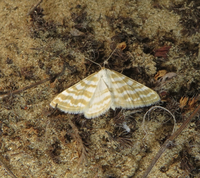 selymes sávosaraszoló - Idaea sericeata