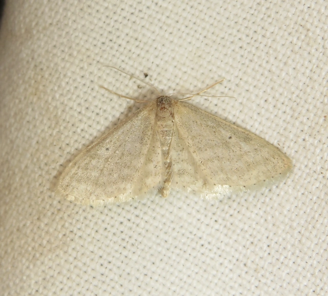 Idaea sylvestraria - szürke sávosaraszoló