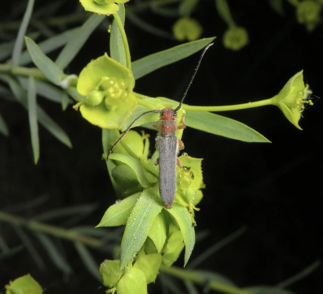pirosfejű kutyatejcincér - Oberea erythrocephala