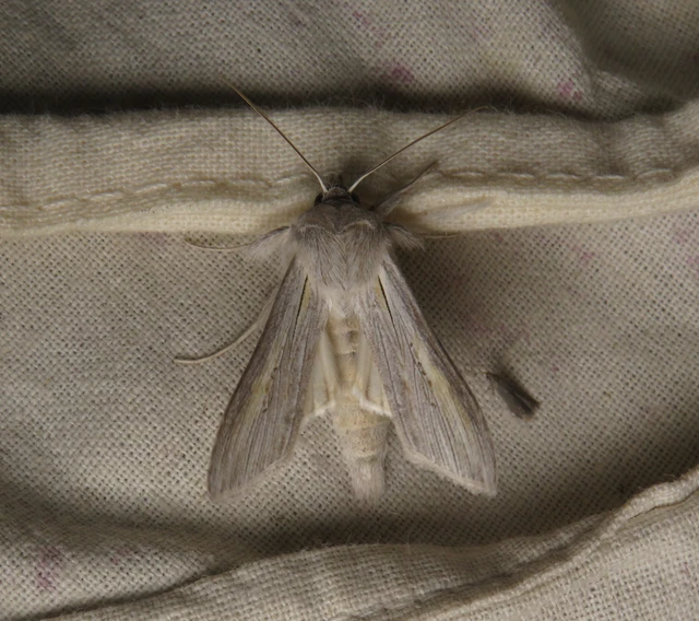 homoki csuklyásbagoly - Cucullia balsamitae